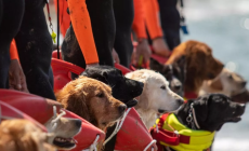 Cani-bagnino salvano 5 ragazzi in mare a Forte dei Marmi