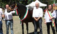 Cavallo bardigiano, Wendy e Maestrale incantano la giuria 