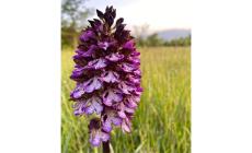 Tutela delle orchidee spontanee, c'è l'accordo  tra Comune di Parma e LIFEorchids 