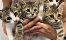 Sos per quattro orfanelli: cercano una casa che li possa accogliere