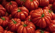 Al via la campagna di raccolta del pomodoro Riccio da Parma