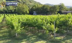 Vendemmia, sui colli si parte dopo Ferragosto: bene la qualità - Video 
