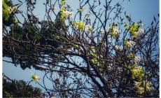 Ippocastani in fiore fuori stagione: la foto del lettore Massimo Mari a Ferragosto