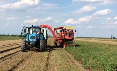 La campagna del pomodoro &egrave; partita sotto una buona stella. Ma i tempi sono lunghi