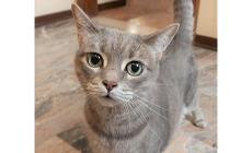 Gattino lanciato da 2 metri di altezza, video su social
