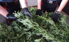 Coltiva marijuana nel campo del vicino, denunciato un 58enne. "E' per uso personale"