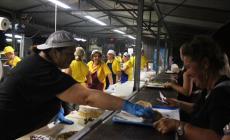 Iniziata la sagra di Busseto con tanta gente- Foto