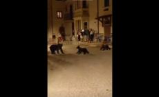Uccisa a fucilate l'orsa Amarena. Identificato un uomo. "Ho sparato per paura ma non volevo uccidere, l’ho trovata dentro la mia proprietà è stato un atto istintivo"- Video