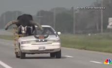 Girava con un toro gigante sul sedile anteriore, fermato  in Nebraska - Video