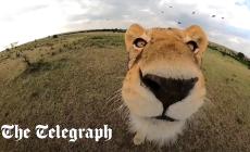 Kenya, una leonessa "ruba" una telecamera e si fa un videoselfie