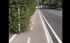 Strada Margherita: la pista ciclabile... invasa dal verde