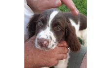 Bosco dove sei? Ricerche a Bardi e Compiano