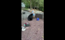 Un uomo ordina ad un orso di uscire dal suo giardino: l'incredibile scena in Pennsylvania - Video
