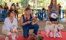 I «pelosi» in passerella, teneri, buffi, divertenti: i cani fanno il pieno di  applausi e gadget
 