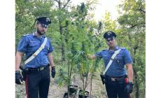 In mezzo a un bosco fioriva rigogliosa una piantagione di marijuana: arrestato 23enne parmigiano