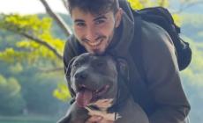 Parma, gara di solidarietà per salvare Leone: il pit bull è in una clinica privata da 100-150 euro al giorno