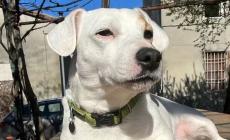 Felino: lupi a Barbiano, tragica fine per Jack