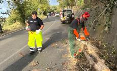 Salsomaggiore, due alberi sono caduti per le raffiche di vento: code e disagi, ma nessuna persona è rimasta coinvolta