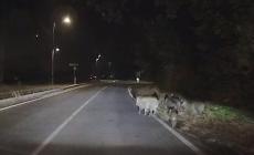 Sala Baganza, una famiglia di cinghiali cerca di attraversare la strada - Video