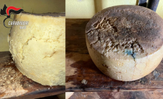 Muffe e insetti su 21 forme di formaggio, sospeso un caseificio in provincia di Reggio Emilia