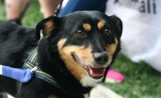 Ciao Tommy, se ne è andata l'adorabile mascotte dell'Enpa 