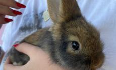 Sos  per Brighella, cagnolina dolce,  i micetti Minnie e Bal&ugrave; e Vaniglia la coniglietta abbandonata - Foto 