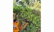 Gatto su un albero del Giardino che non riesce a scendere: salvato da un volontario