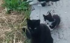 Pilastro di Langhirano, 15 gattini avvelenati. Qualcuno ha messo il topicida nel cibo 