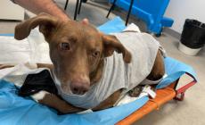 Il killer dei cani  ci prova due volte in via Carmignani