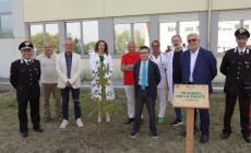 All'Ospedale di Vaio arriva l'iniziativa "Un albero per la salute"