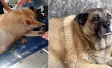 Il cane Pippo è in sovrappeso e il Comune ordina la dieta