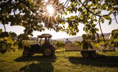 Le eccellenze della Parma Food Valley tornano alla conquista dei palati per raccogliere fondi a sostegno della Comunità di San Patrignano.