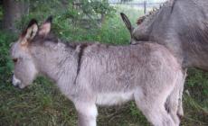 Trascinano un'asina col fuoristrada e pubblicano video, denunciati