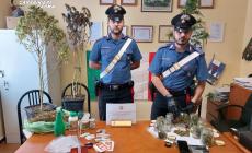 Coltiva marijuana sul balcone di casa: 20enne denunciato