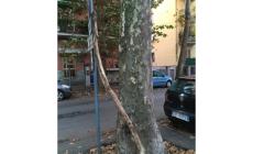 "Platani in via Milano, cadono rami: serve un intervento urgente"