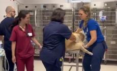 Inaugurato il comparto dell'Ospedale Veterinario:  un giro tra i nuovi spazi - Video