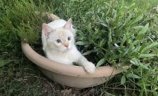 Gatto scomparso a Parma: chi ha visto Ramses? 