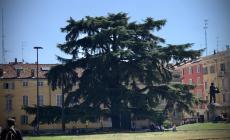 Dal cedro del Libano di piazza della Pace all'abete bianco di Tornolo:  i 10 alberi promossi a "monumentali" - Foto