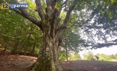 Alberi monumentali, dieci nuove nomine annunciate dalla Regione - Video