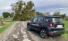 Forti raffiche di vento, alberi e rami caduti nella Bassa e a Parma - Foto - Video
