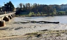 Grosso ramo "spiaggiato" davanti al ponte Caprazucca
