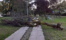 Un albero caduto nel quartiere Montanara: la foto dell'associazione Montanara per il futuro