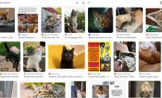 Quanti gatti smarriti, ma mai perdere la speranza
