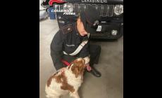 Rocky ritrova il suo padrone. Grazie ai carabinieri