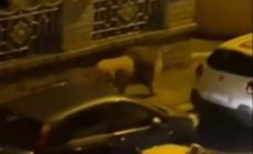 Leone scappa dal circo e se na va in giro per Ladispoli: ore di paura - Video