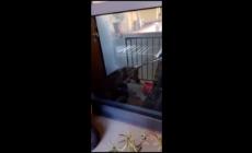 Un  lupo sullo zerbino di  un condominio in Toscana : catturato dalla Forestale -  Video