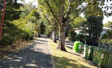 Gli alberi meravigliosi di via Varsavia tagliati: proteste dai lettori - Foto