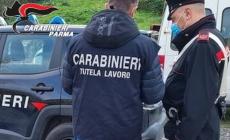 Controlli a tappeto sulle attività commerciali:  un negozio non in regola a Borgotaro, 2800 euro di multa al titolare