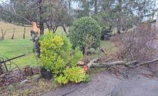 Forte vento anche nella zona Pedemontana: un albero crolla su una casa a Casale di Felino,  pianta pericolante a Traversetolo