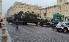 Piazza Garibaldi, ore 8: &egrave; arrivato l'albero "scortato" da vigili e operai del Comune- Video e foto